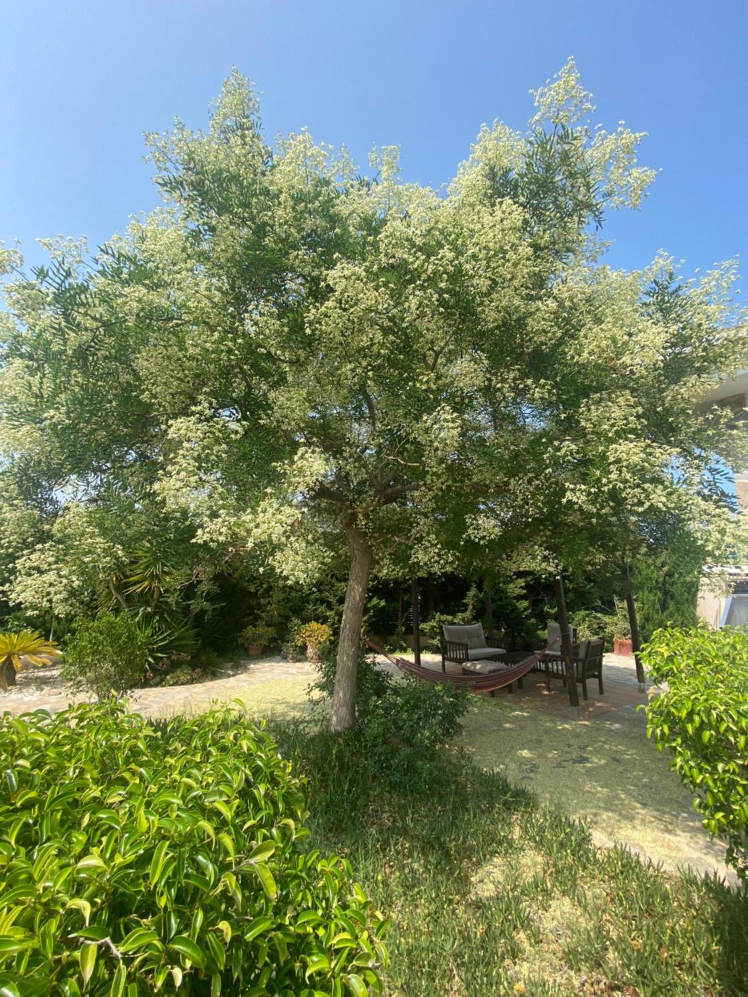 Casa Lusentum Βίλα Τορεβιέχα Εξωτερικό φωτογραφία